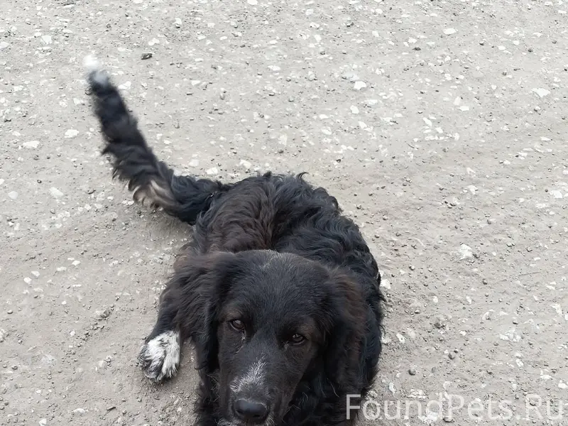 Найден щенок, Заводской район