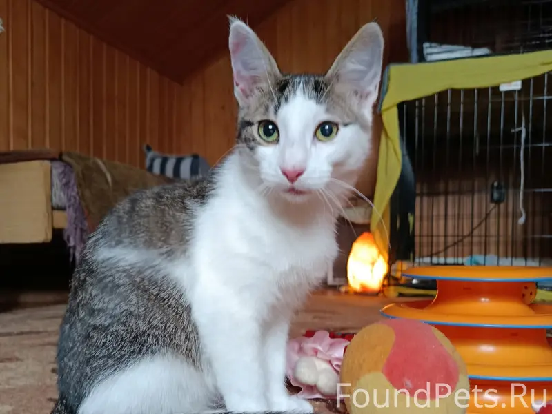 Найден котёнок Крош, Москва