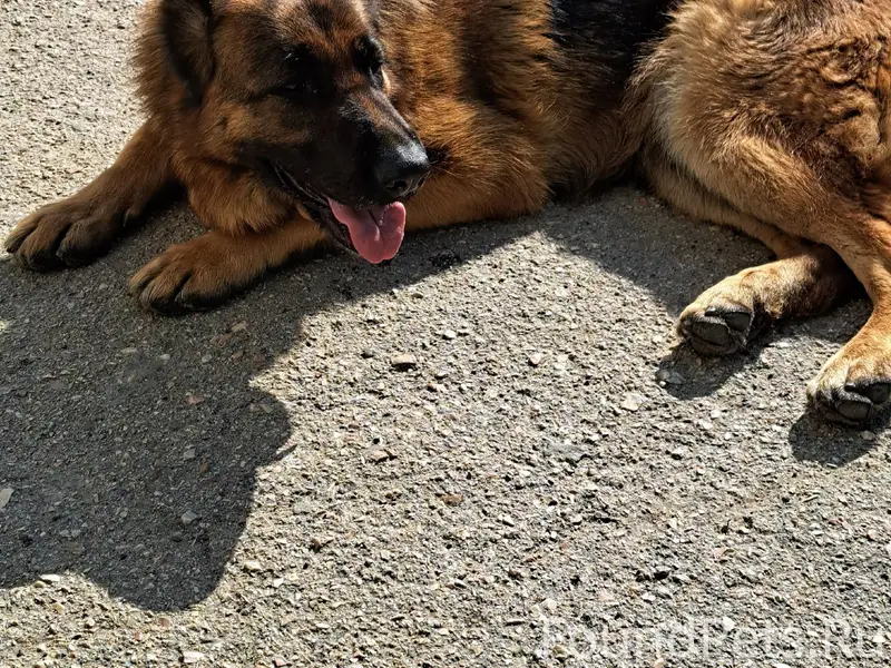 Пропала овчарка, Стрелецкая бухта