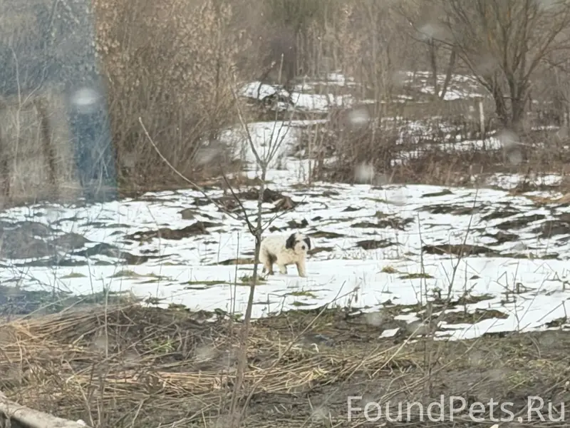 Найден тип собака, Новая Кузнечиха
