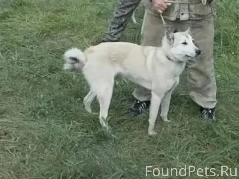 Пропала Лайка Бэлла, деревня Черкассы