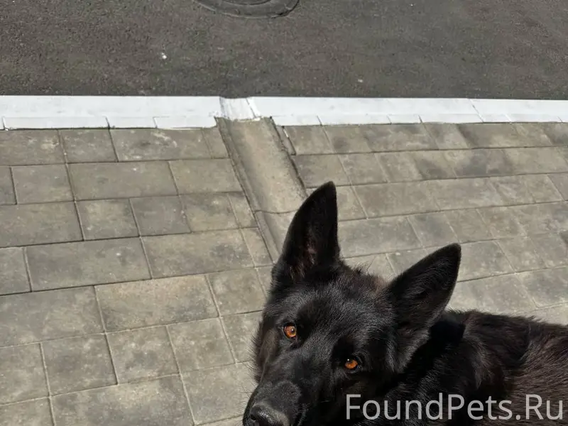 Найденна овчарка, Левенцовка