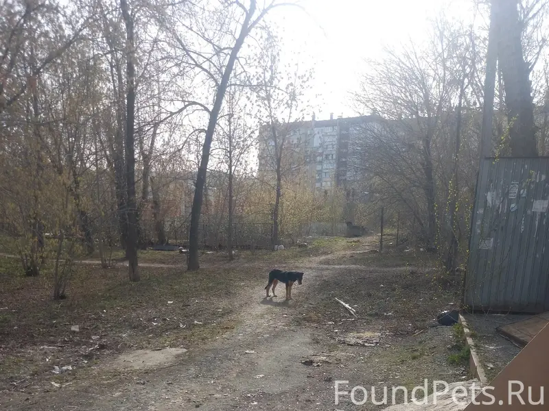 Найдена собака, предположительно потерялась