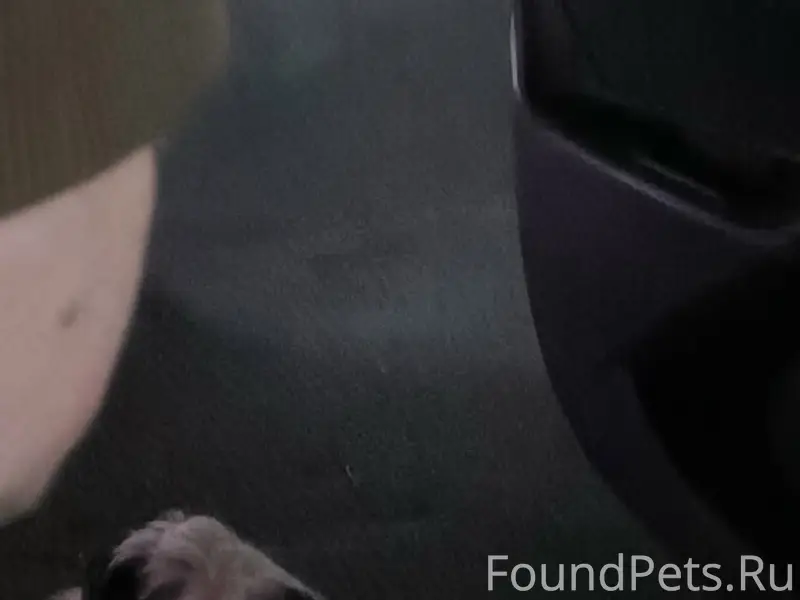 Пропала дворняга, белая с ошейником, пятнистая