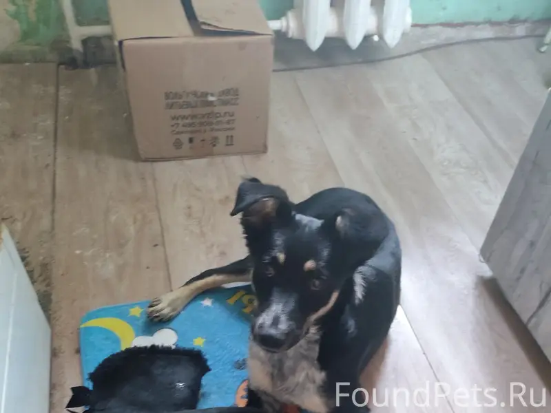 Пропал чёрный щенок, Черёмушки, Алушта