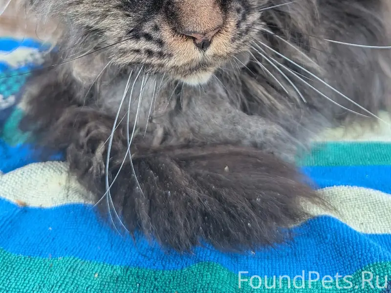Найдена кошка похожа на мейкуна, Жуковский округ