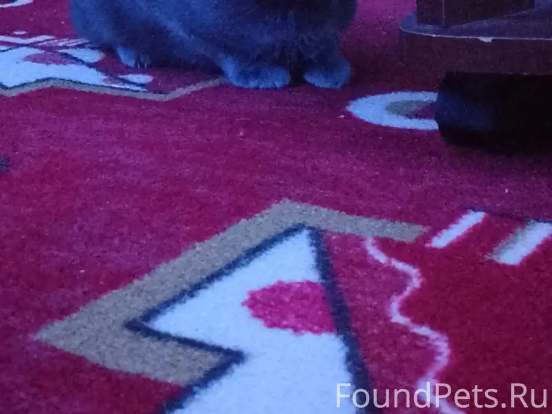 Пропал кот, район Виктории