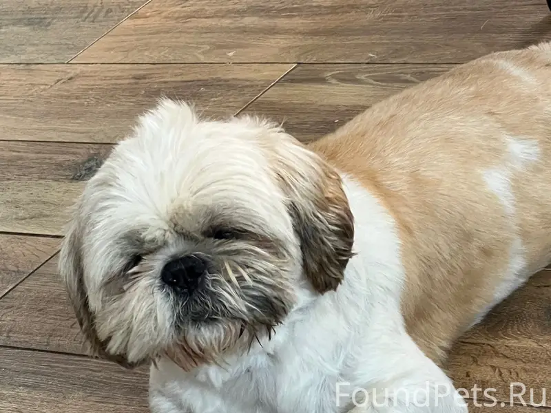 Пропал ши-тцу Принц, Ак-Мечеть