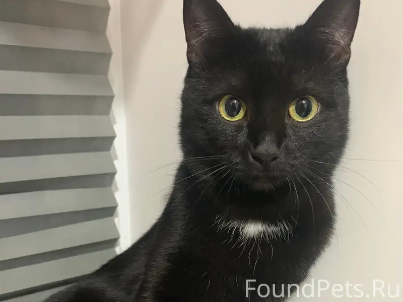 Пропал кот Марс, район железнодорожных (Кирова)