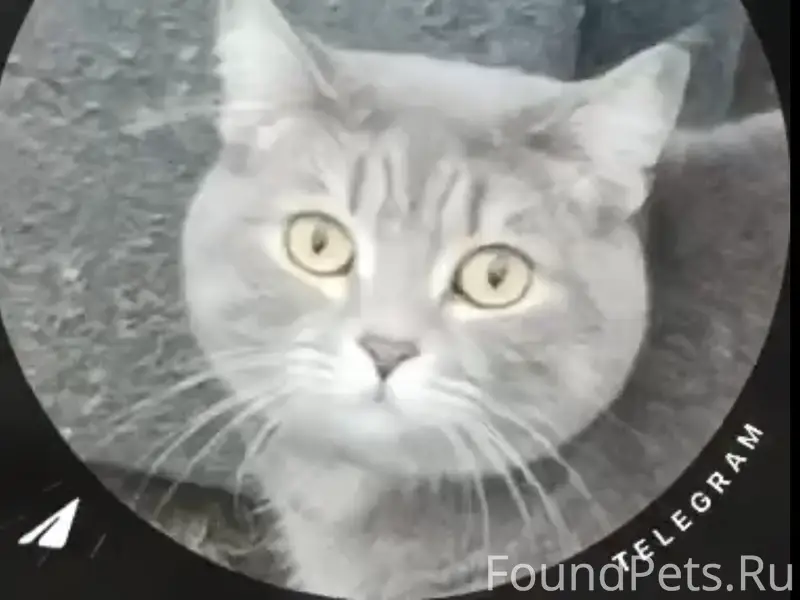 Найден британец, Бардина 8