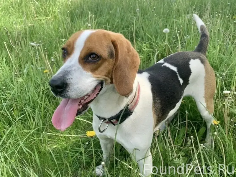 Пропала гончая Юна, г. Краснодар