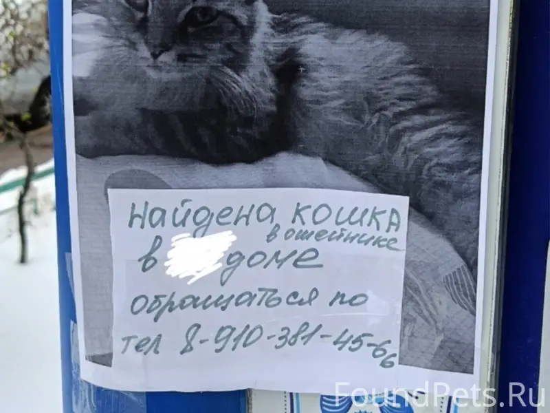 Найдена кошка в ошейнике, Автозавод