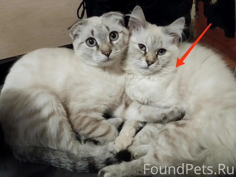 Пропала кошка Мося, Подольск, район Шепчинки