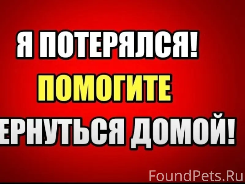 Пропал кот Марсик, Слободка