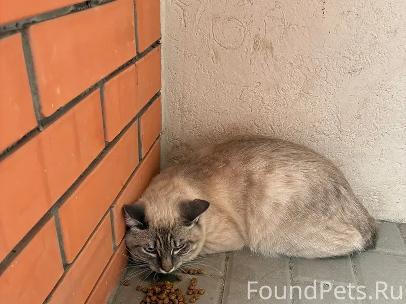 Найден домашний кот, Курчатова 25а