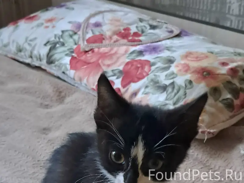 Найден котёнок, 18-я Северная, район Осоавиахимовской