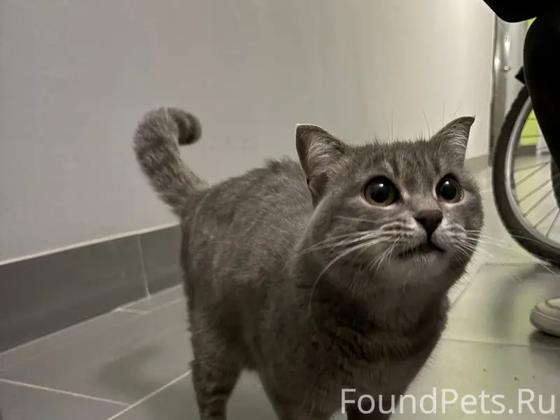 Найдена кошка, Симонова