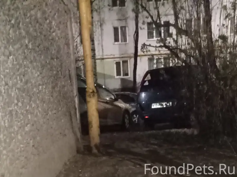 Найдена кошка, Завеличье