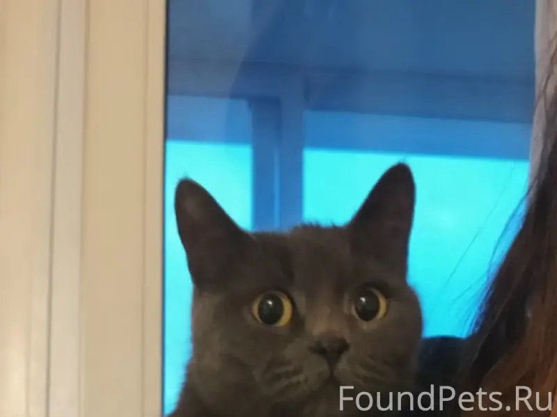 Найдена серая кошка, похожа на британку