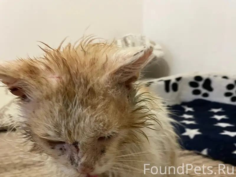 Найден кот, пос. Российский