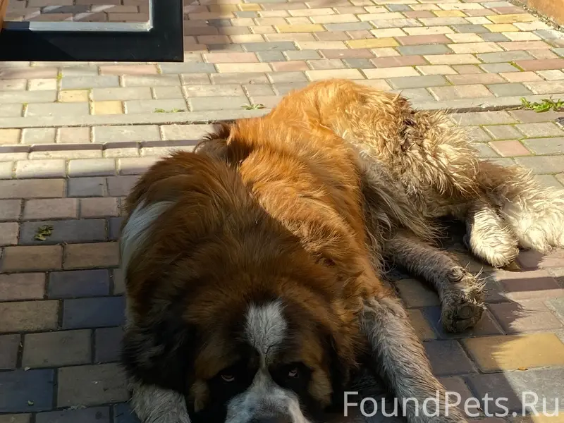 Найден сенбернар, Евдокимова 39А