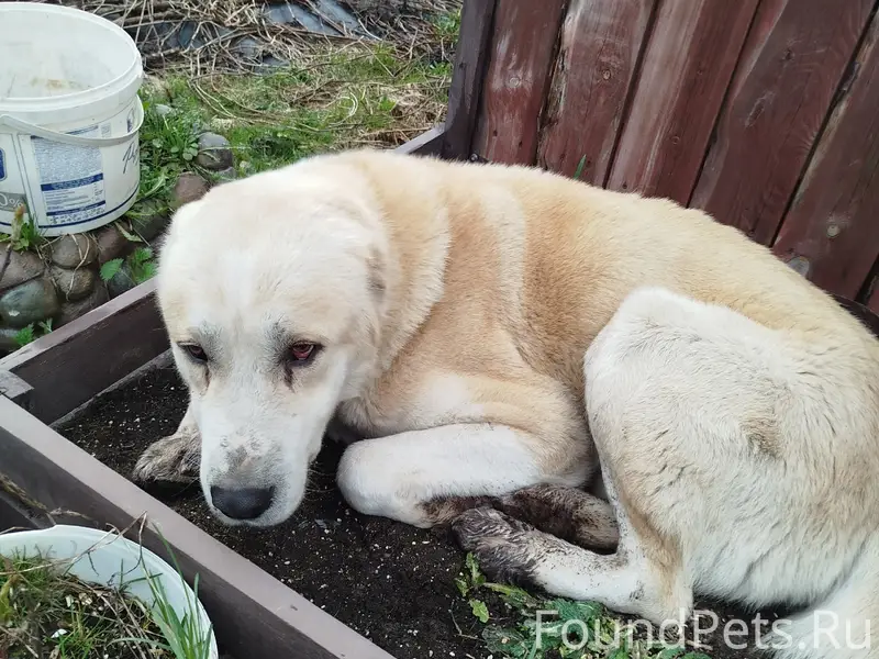 Найден алабай, ищем хозяина