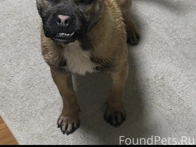 До 1 года. Метис. Похож на боксера. 