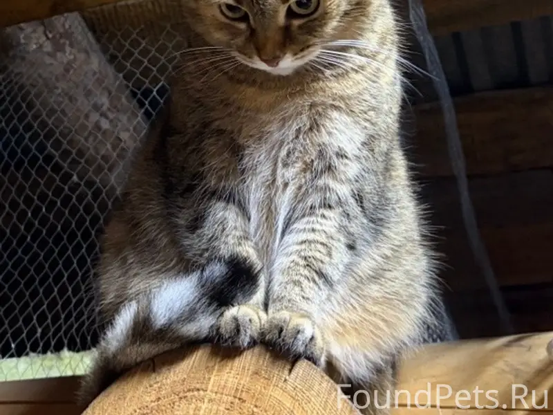 Пропала кошка Дана, район стройматериалов