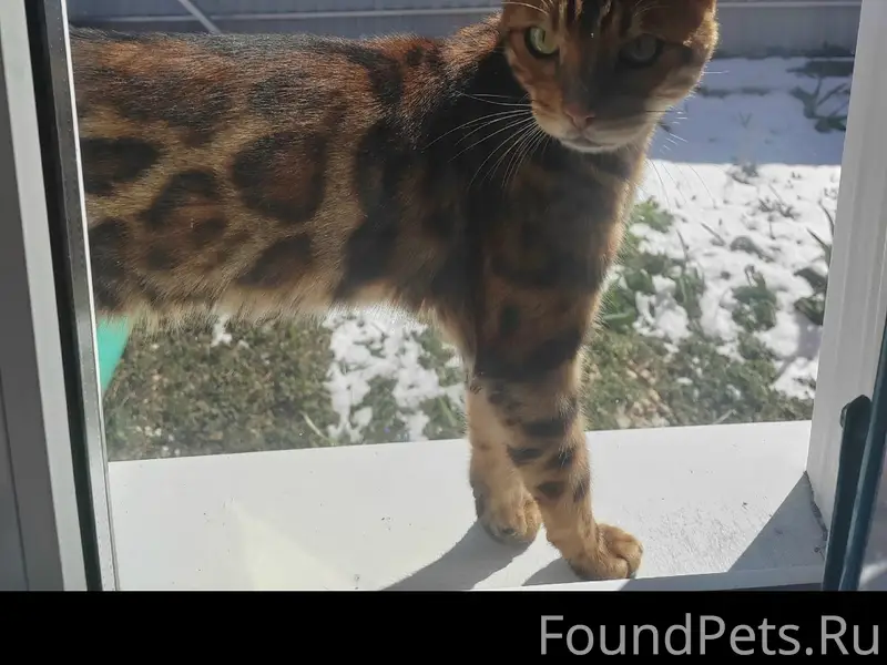 Найден бенгал, с. Поляны, Рязанская обл.