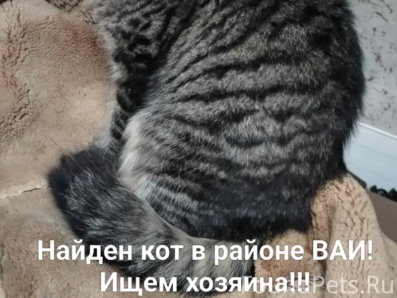 Найден кот, район ваи