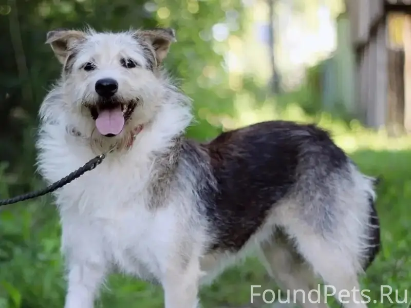 Пропала собака, Новая стройка