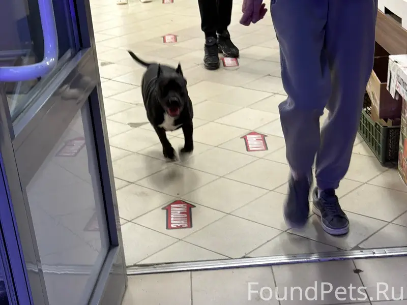 Пропал щенок, район водстроя