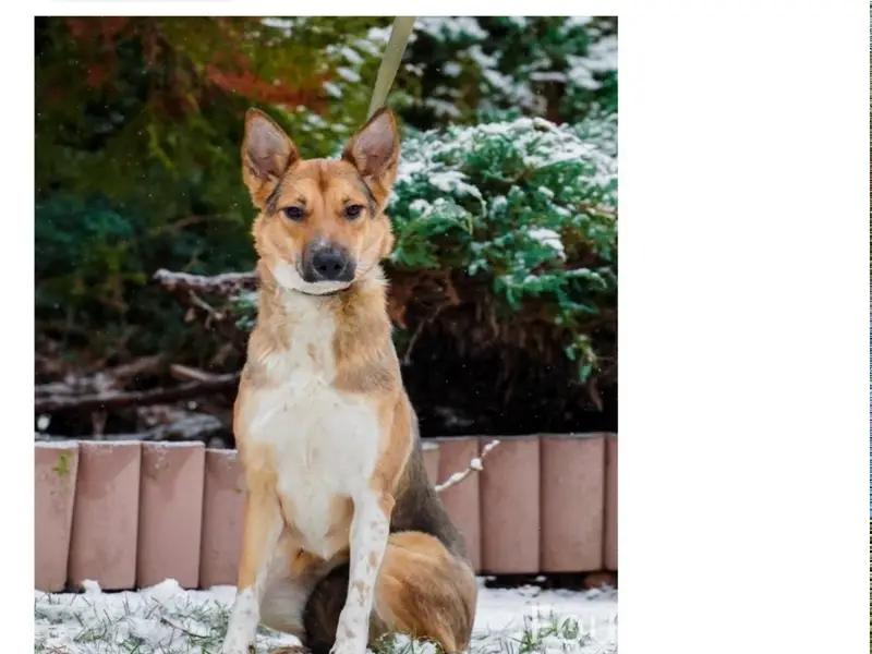 Пропала собака Афина