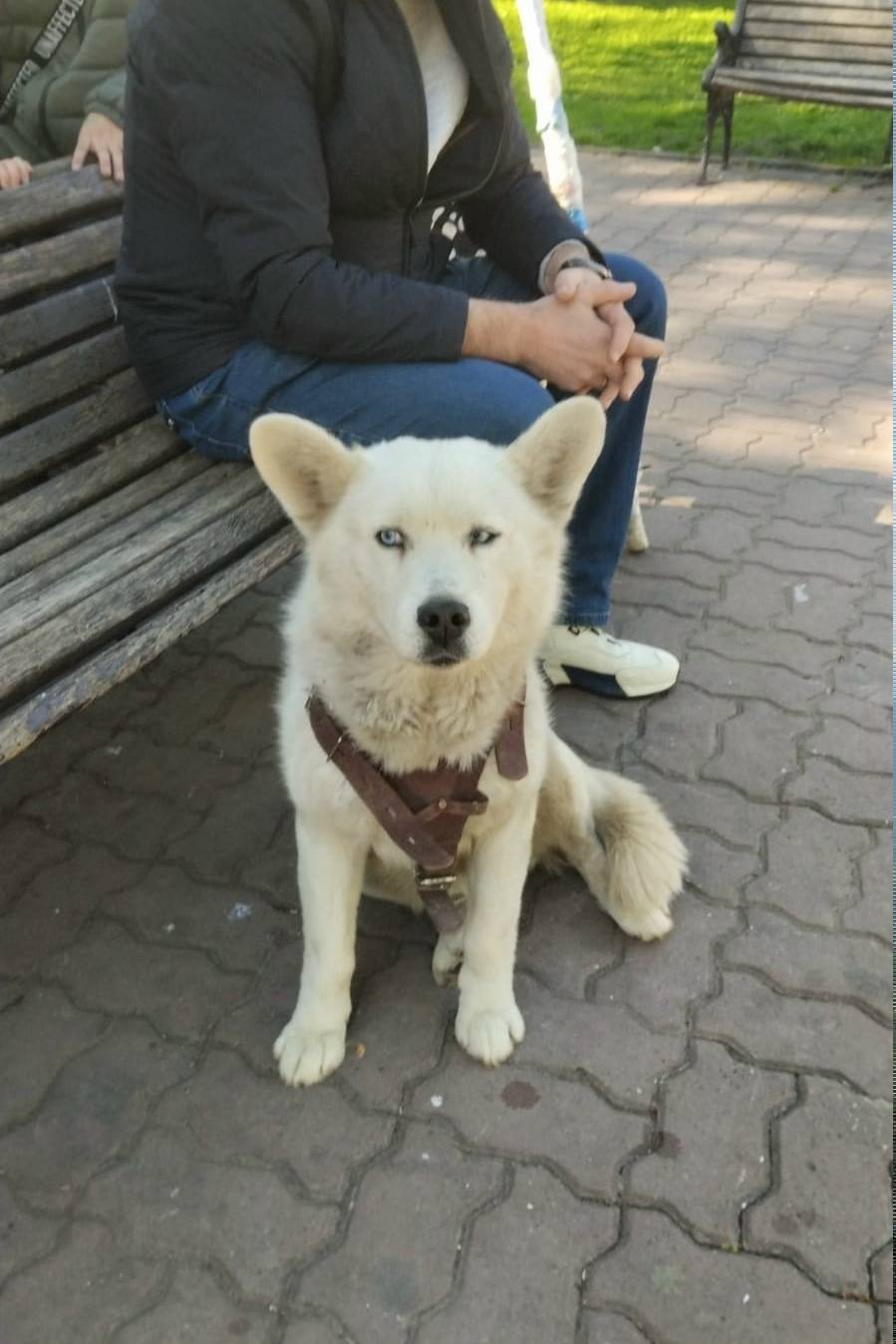 Найден тип собака, улица Новаторов, Роствертол