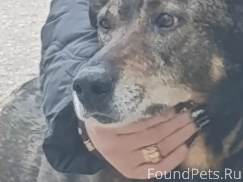 Пропала собака Пальма, серпантин в Инкерман