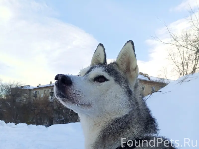 Пропала собака Ева, птицефабрика, город