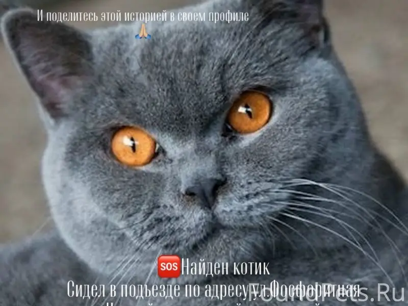 Найден пушистый кот, ул. Фосфоритная