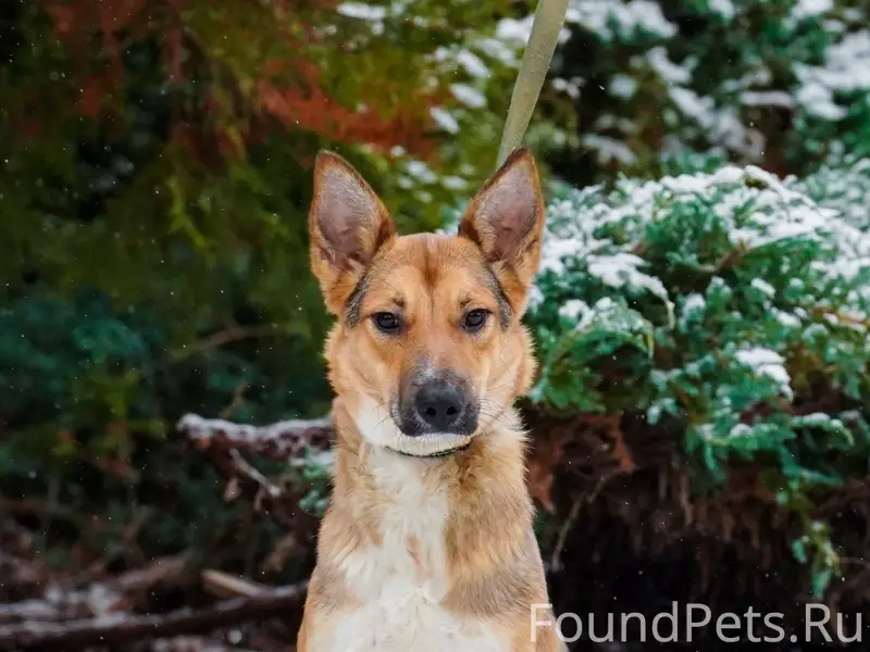 Пропала собака Афина, Иваново