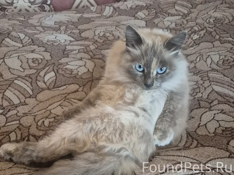 Найдена кошка