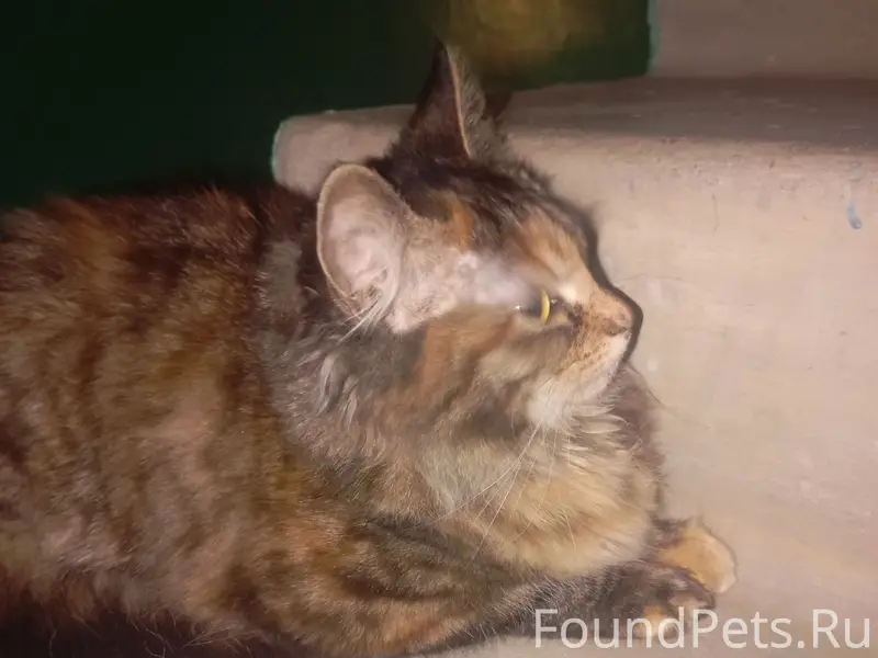 Найдена кошка, Залинейная