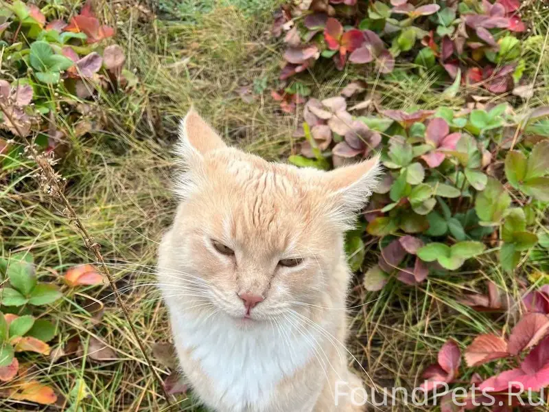 Пропал кот Клэнси, район маяка