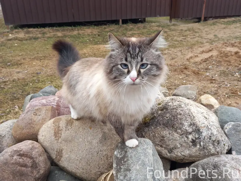 Пропал кот Филя, Переславль-Залесский