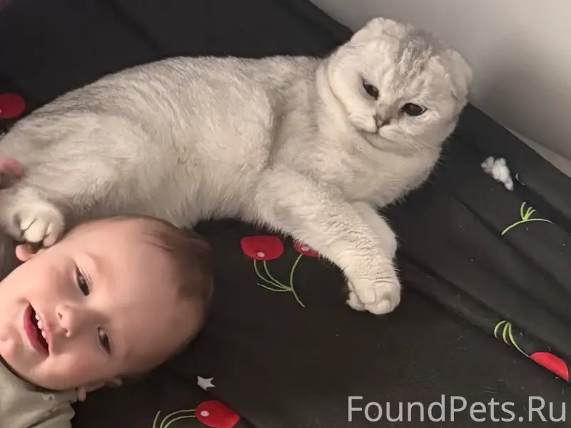 Пропала кошка, район Казачья
