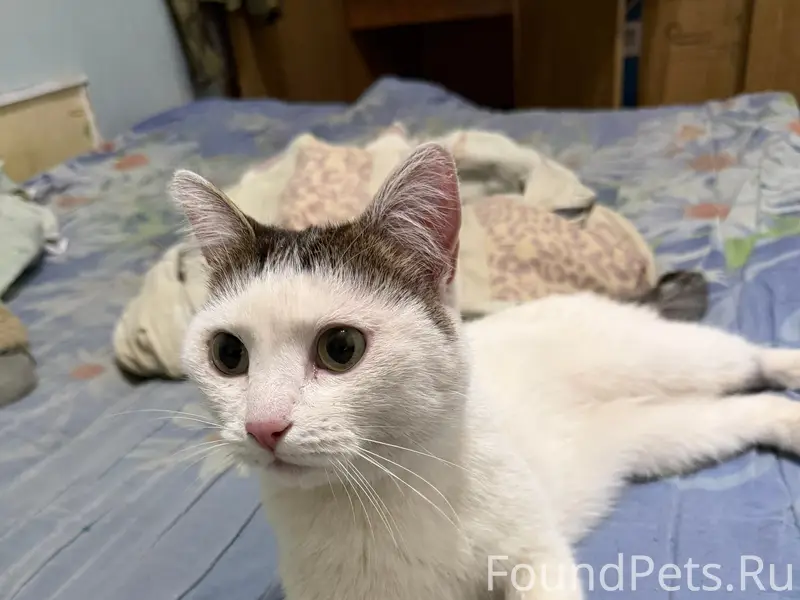 Найдена кошка, Эжва Строитель