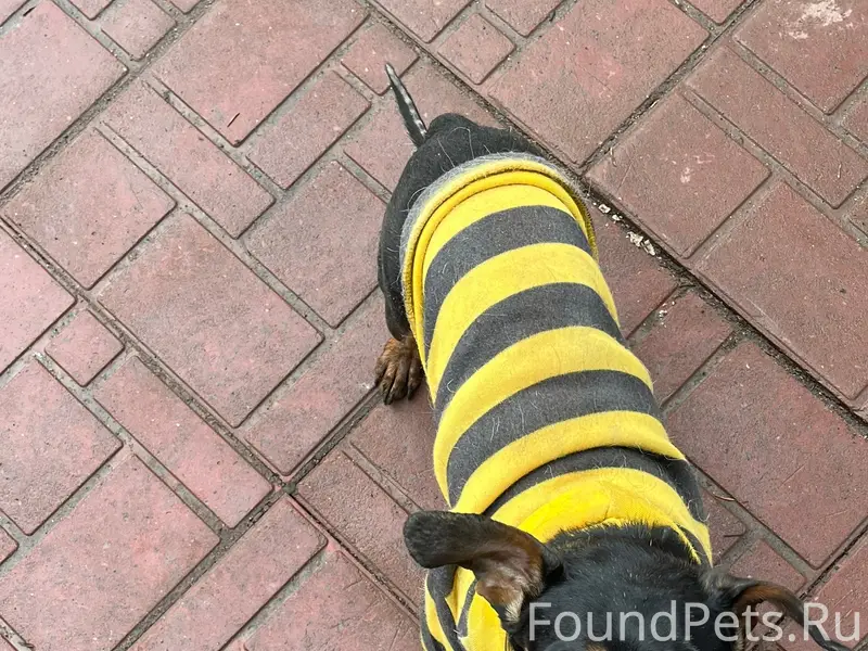 Найден пёс, микрорайон Петровский