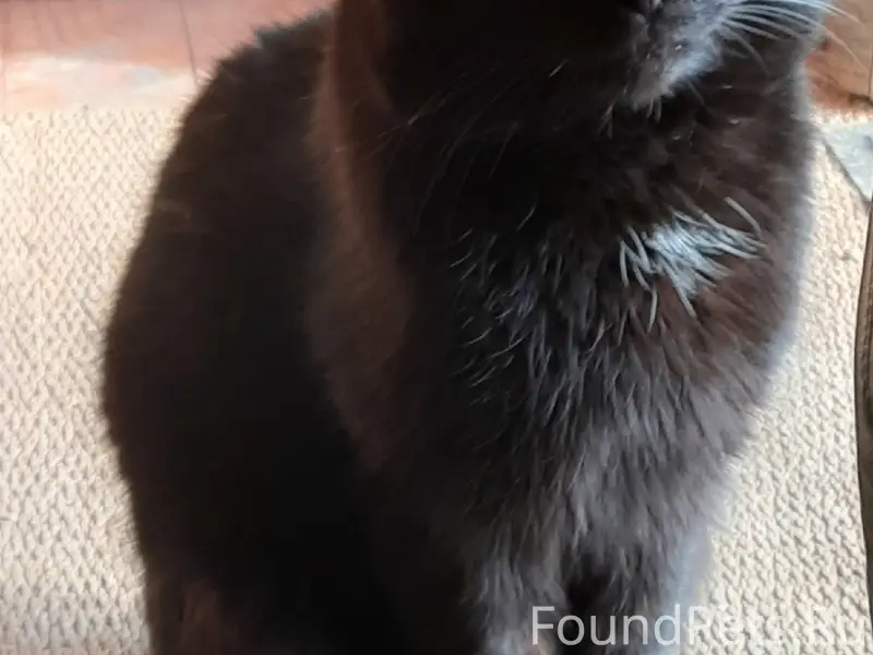 Пропал кот, чёрный с белыми пятнышками, ул. Юпитерская, ул. Строителей