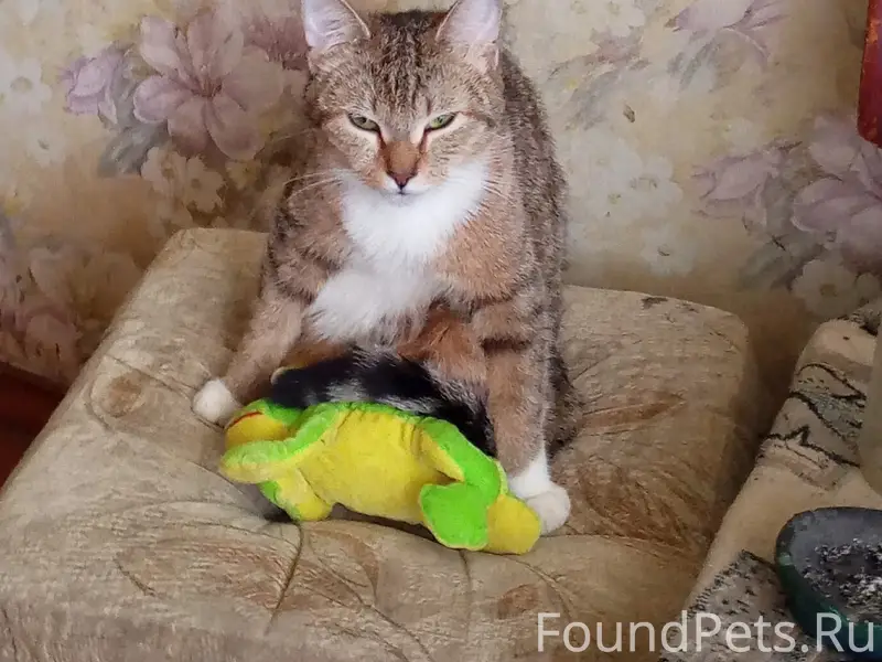 Пропала кошка, район Гагарина-Урицкого