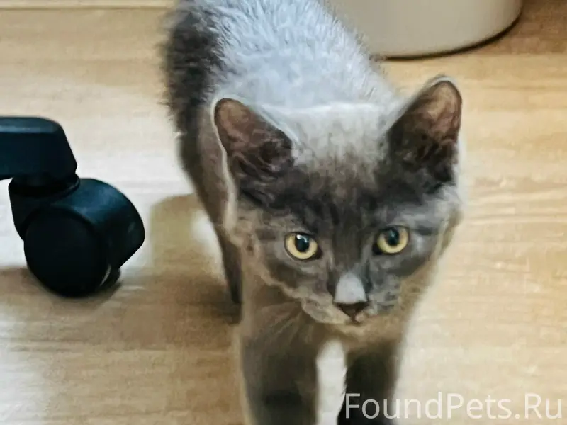 Найден котёнок серого цвета, без дома