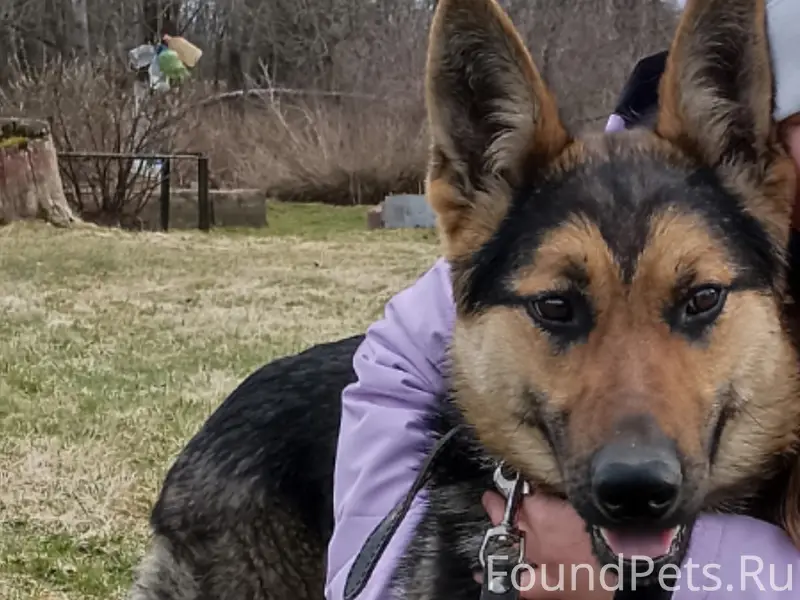 Пропала собака Альфа, д. Путлино