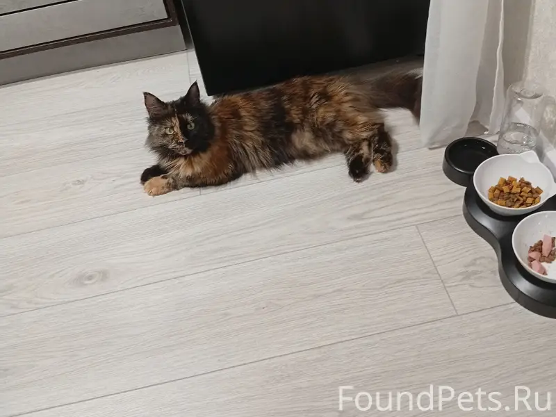 Пропала кошка, Труда 49/1